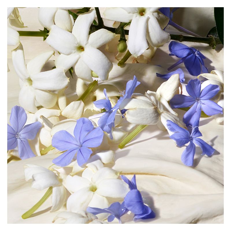Dolce & Gabbana Dolce Jasmine - Jasmine Parfums- [ean]