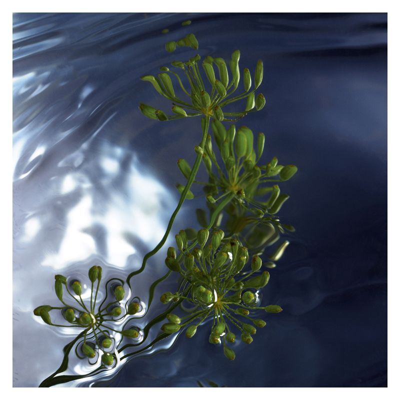 Davidoff Cool Water Reborn Man - Jasmine Parfums- [ean]