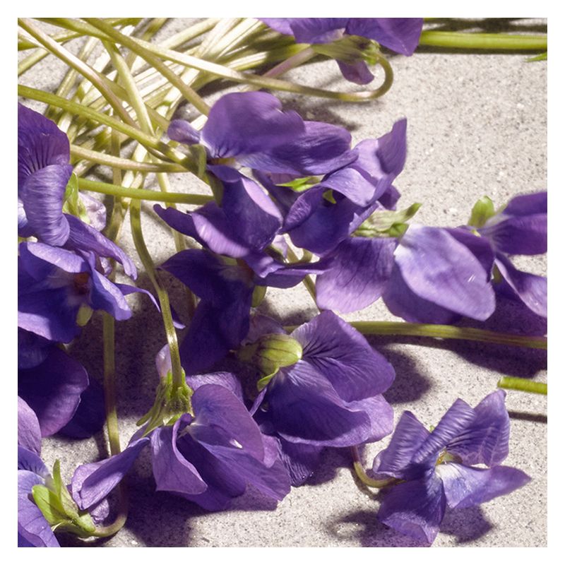 Dolce & Gabbana Dolce Violet - Jasmine Parfums- [ean]