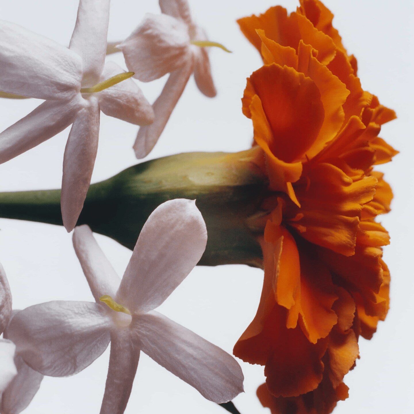 Jo Malone Jasmine Sambac & Marigold Cologne Intense