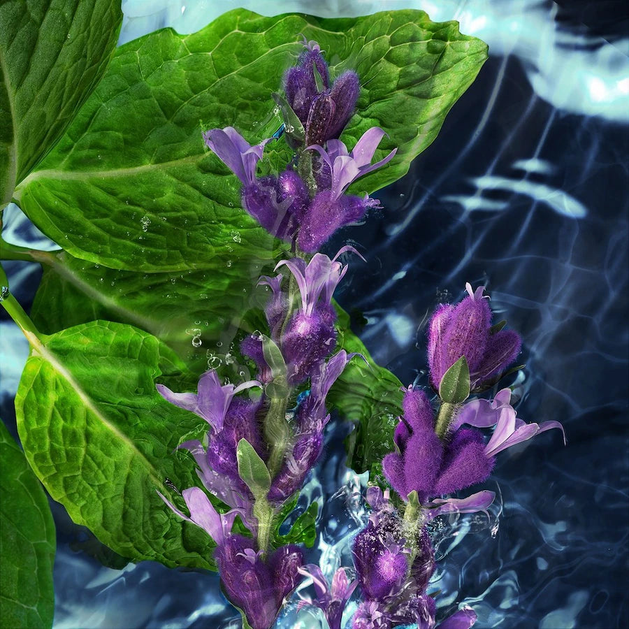 Davidoff After Shave - Jasmine Parfums- [ean]