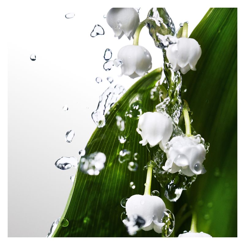 Davidoff Cool Water Woman - Jasmine Parfums- [ean]