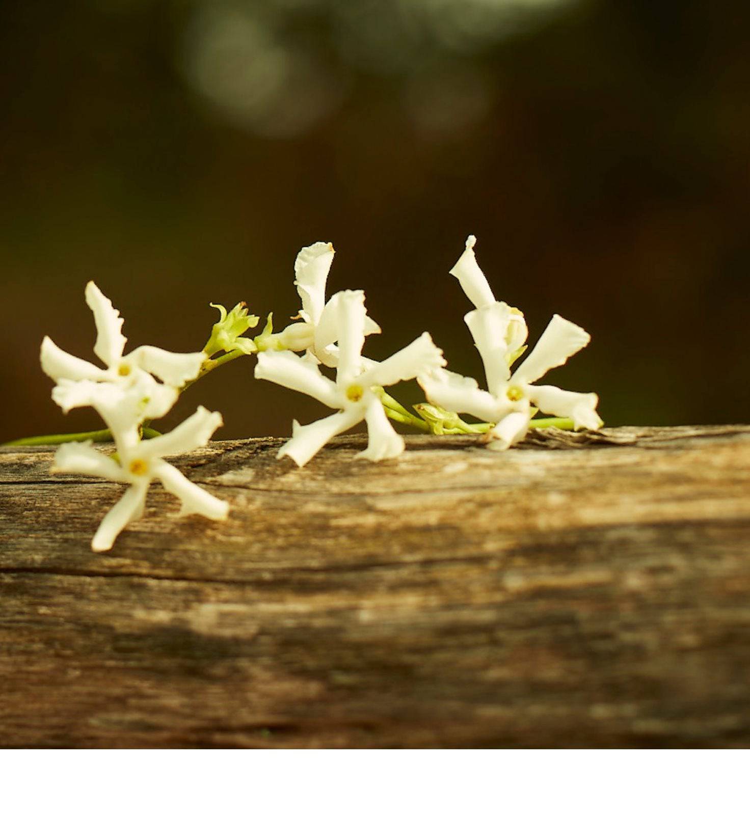Gucci Memoire D'Une Odeur - Jasmine Parfums- [ean]