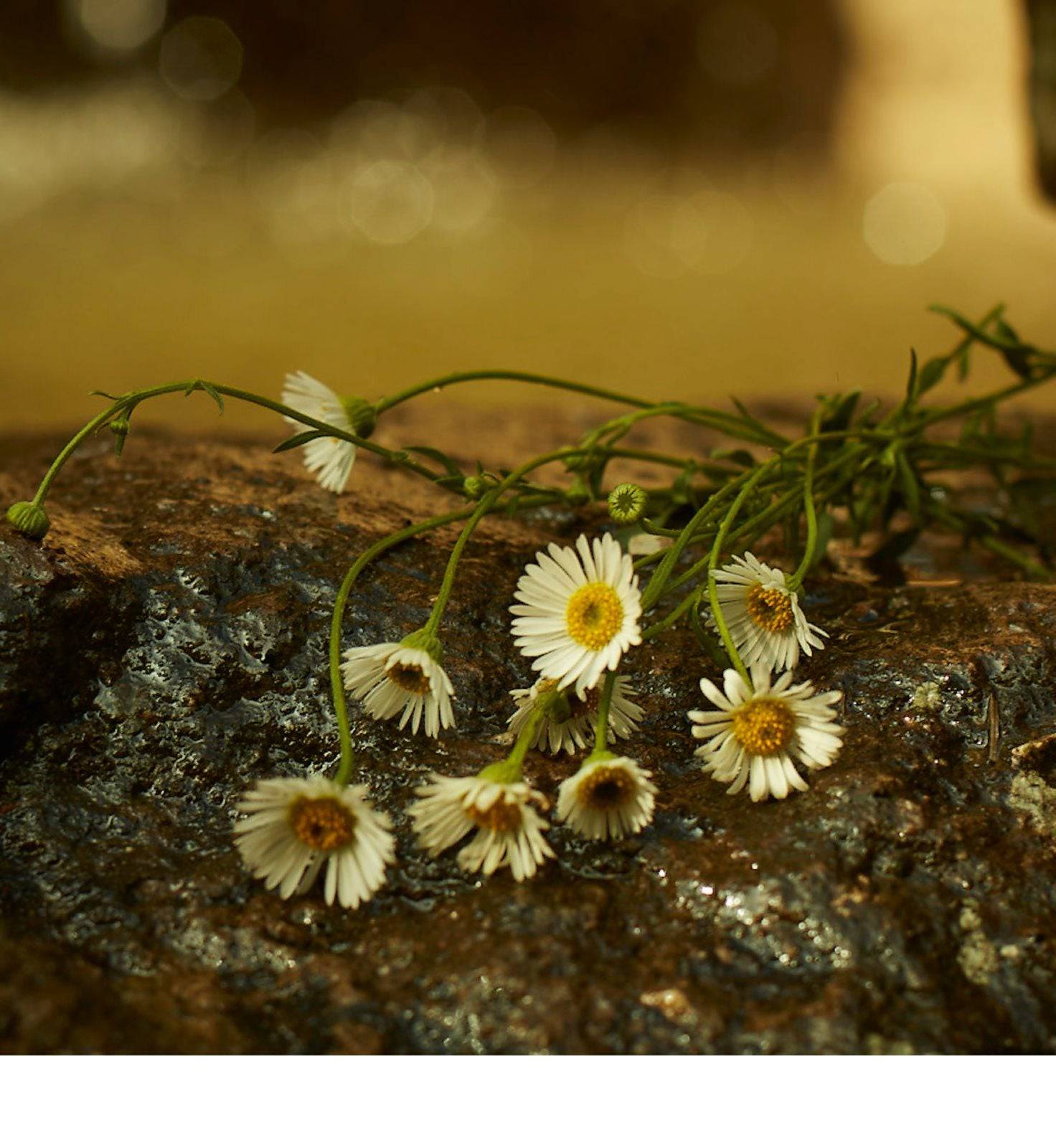 Gucci Memoire D'Une Odeur - Jasmine Parfums- [ean]