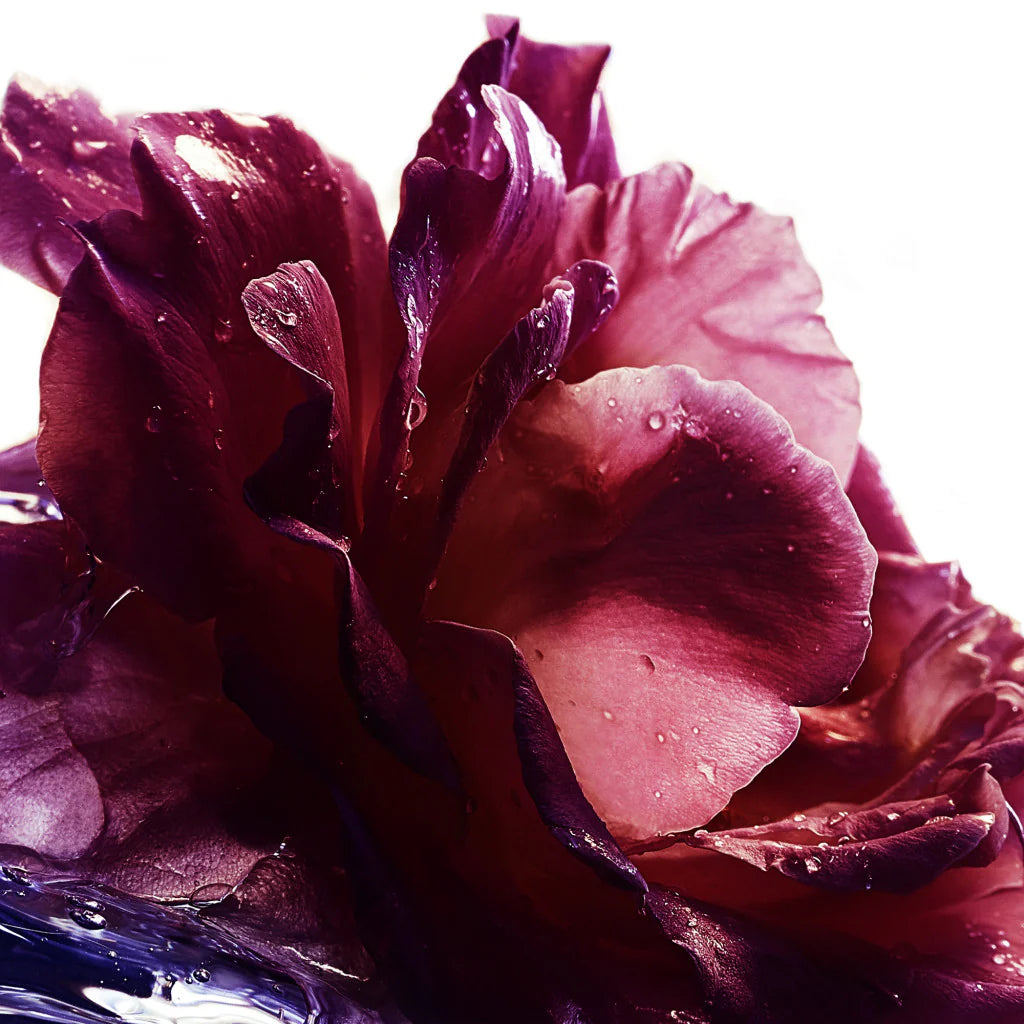 Guerlain La Petite Robe Noire - Jasmine Parfums- [ean]