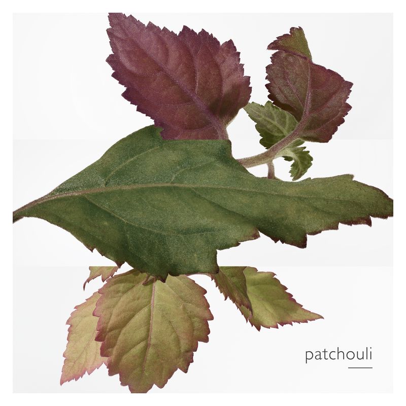 Hermès Elixir des Merveilles - Jasmine Parfums- [ean]