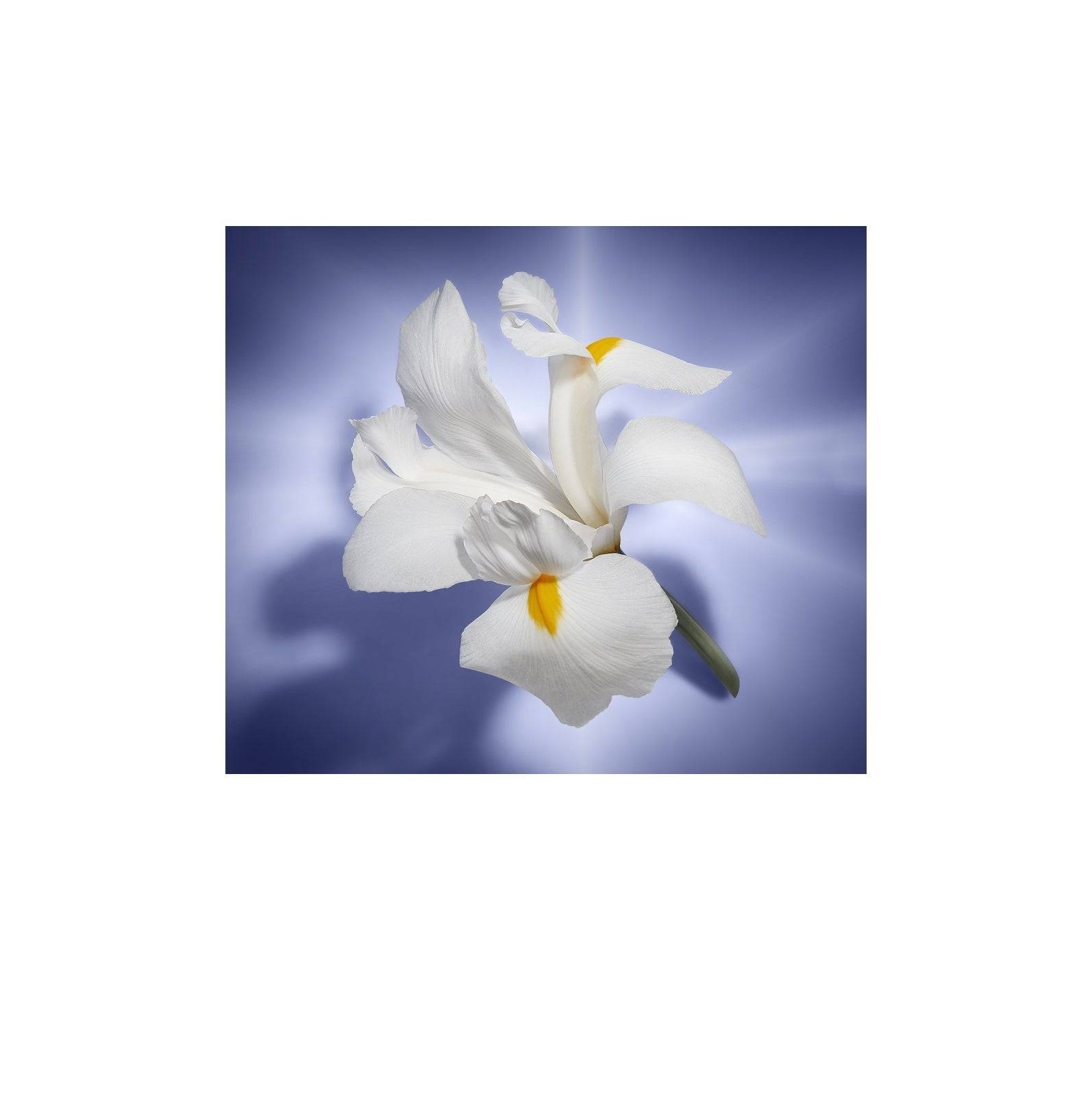 Lancôme La Vie Est Belle - Jasmine Parfums- [ean]